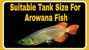 Suitable Tank Size For Arowana Fish And Others Important Details