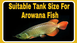 suitable tank size for arowana fish and others important details