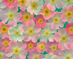 All images are transparent background and unlimited download. Free 20 Flower Backgrounds In Psd Ai Vector Eps