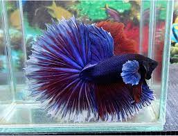 In the wild, betta bellica rest on leaves. Giant Big Ear Halfsun This Betta Is Over 3 Long Betta Fish Tank Betta Betta Fish