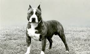 Browse thru our id verified puppy for sale listings to find your perfect puppy in your area. American Staffordshire Terrier History How The Amstaff Separated From The Pit Bull American Kennel Club