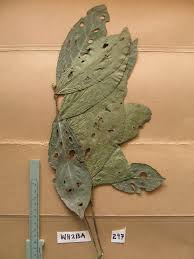 Image result for Lasiodiscus pervillei