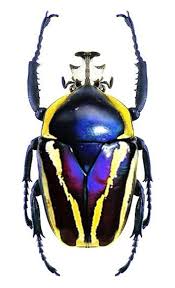 Dicronorhina Oberthuri Kafer Insekt Insekten Spinnentiere