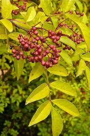 Image result for Zanthoxylum lindense