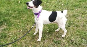 Image result for foxteriér hladkosrstý