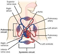 Human anatomy for muscle, reproductive, and skeleton. The Circulatory System Review Article Khan Academy