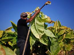 See tobacco plant stock video clips. Tobacco Plant Can Help In Treating Type 2 Diabetes Arthritis And Stroke Know More Health News India Tv