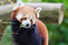 Enjoy this archived footage of bai yun and xiao liwu at the san diego zoo recorded from january through april 2019. Pandabar Foto Bild Tiere Zoo Wildpark Falknerei Saugetiere Bilder Auf Fotocommunity