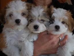 Click here to view our girls and see more information. Havanese Puppies In Massachusetts