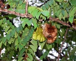 Image result for Millettia usaramensis