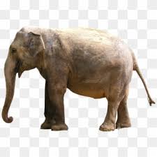 Contohnya saja mewarnai gambar binatang, mewarnai gambar pesawat, robot, ikan, pemandangan dan lain sebagainya. Cartoon Elephants Pictures Gambar Kartun Gajah Hd Png Download 960x698 3740601 Pngfind
