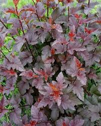 Check spelling or type a new query. Ninebark Red Baron Countryside Garden Centre