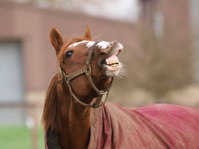Equine senses – Smell - AskAnimalweb