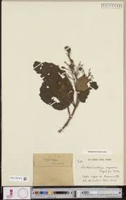 Image result for Dichaetanthera corymbosa