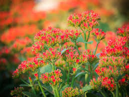 Maybe you would like to learn more about one of these? 376 Katy Flowers Photos Free Royalty Free Stock Photos From Dreamstime