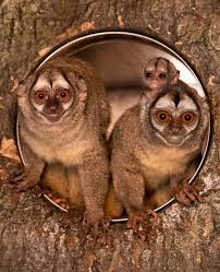 Bird That Sounds Like A Monkey At Night Happy Friday Who S Visiting This Weekend Look Out For Our Adorable Baby Night Monkey Wmsp Animals Wildlife Nature Safari Park Happy Friday Cute Babies