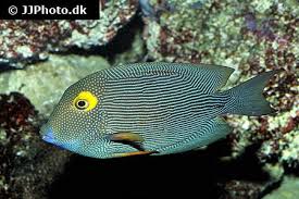 Image result for Oxyanthus strigosus
