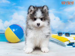 Check spelling or type a new query. Petland Florida Has Pomsky Puppies For Sale Check Out All Our Available Puppies Pomsky Puppy Doglover Adorable Do Pomsky Puppies Puppy Friends Puppies