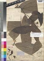 Image result for Annickia