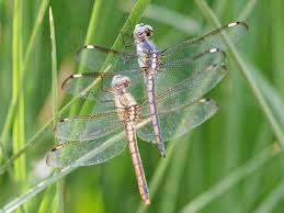 Image result for Chamaeclitandra