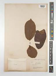 Image result for Xylopia lukei