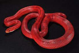 Hypo Bloodred Corn Snake Named Magma Corn Snake Snake Snake Terrarium