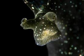 Image result for Isoglossa membranacea