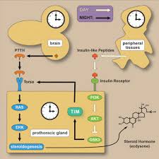 Steroidhormon steroidhormone sind steroide, die als hormone wirken. The Circadian Clock Is A Key Driver Of Steroid Hormone Production In Drosophila Current Biology