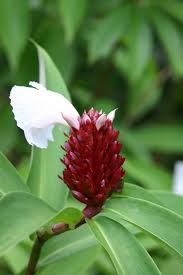 Image result for Costus