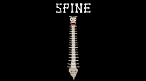 In the vertebrate spinal column, each vertebra is an irregular bone with a complex structure composed of bone and some hyaline cartilage, the proportions of which vary according to the segment of the backbone and the species of vertebrate. Human Body For Kids Spine Song For Kids Human Body Systems Youtube