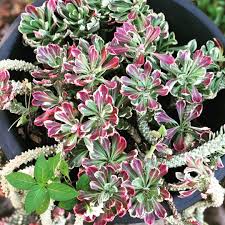 Image result for Monadenium