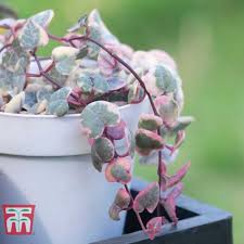 Image result for Ceropegia breviflora