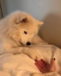 When U Just Need Some Love Komik Kopek Fotograflari Komik Hayvan Videolari Komik Hayvan