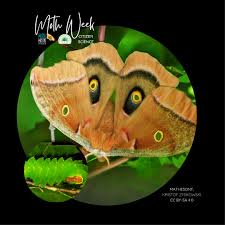 Image result for Nesaea polycephala