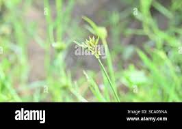 Image result for Pycreus polystachyos