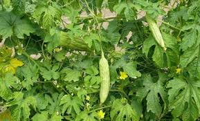Find Bitter Gourd Health Benefits Uses And Nutrition Facts The Botanical Name For This Plant Is Momordica Charantia In H Herbs Bitter Gourd Medicinal Plants