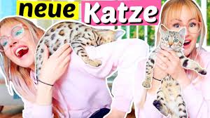 Bengal babys, finden sie, was sie zu den 121 anzeigen bengal babys zum besten preis sind. Ich Bekomme Eine Baby Katze Bengal Katze Viktoriasarina Youtube