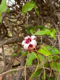 Image result for Strophanthus sarmentosus
