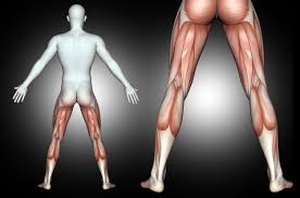 Innervation of phrenic nerve c345 keeps the phrenic alive c345 keep the diaphragm alive. Free Photo 3d Male Medical Figure With Back Of Leg Muscles Highlighted