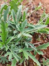 Image result for Cucumis ficifolius