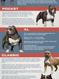 American Bully Standards Visual Ly