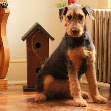 Find puppies in your area and helpful tips and info. Maude Airedale Terrier Puppy For Sale In Pennsylvania