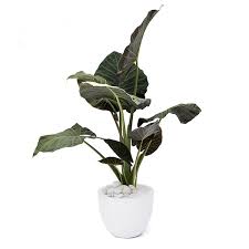 Most of these plants prefer rich, moist soil and can be grown in full sun, but they generally prefer partial shade. Alocasia Regal Shields Elephant Ear Care Guide Plant The Future