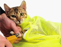 Covers various needs including taking a bath, cutting nails, picking. The Top 5 Cat Grooming Harnesses These Will Make Your Task A Lot Easier Catvills