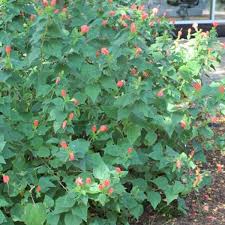 Turks cap lily information says flower colors range from burgundy to white, with the orange freckled ones being the most common. Turk S Cap Garden Style San Antonio