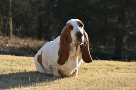 Their price depends upon the pup's age, sex, quality, pedigree, and breeder's location. Cute Pictures Of Basset Hounds Popsugar Pets