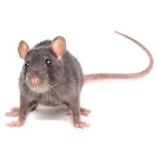 This image finder can find image sources over multiple search engines. Rats For Sale Live Pet Rats For Sale Petco