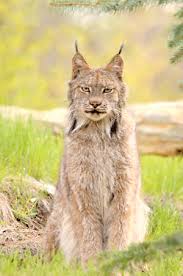 There were other opportunities for the american. Bobcats Mountain Lions And Lynx Common Big Cats Seen At The Cabin