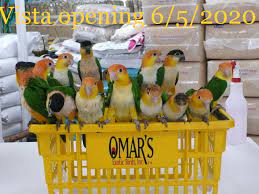Maybe you would like to learn more about one of these? Omar S Exotic Birds Home Facebook