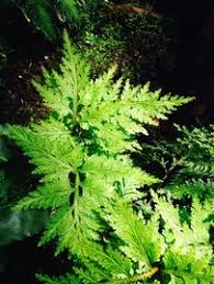 Image result for Selaginella eublepharis